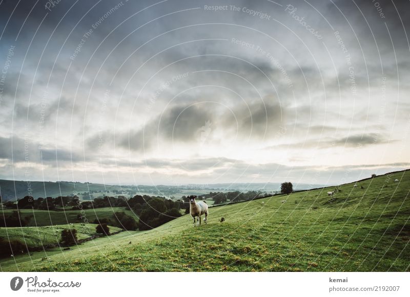 Sheep on the meadow Harmonious Calm Leisure and hobbies Vacation & Travel Trip Adventure Far-off places Freedom Nature Landscape Sky Clouds Weather Tree Grass