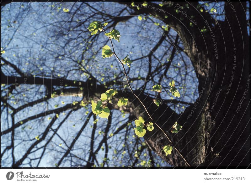 the first . . . Environment Nature Plant Spring Tree Leaf Growth Authentic Fresh New Moody Spring fever Sustainability Lime tree Branch Tree trunk Colour photo