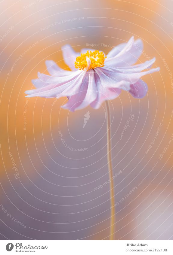 Softly - Pink Anemone Elegant Design Beautiful Wellness Life Harmonious Well-being Contentment Relaxation Calm Meditation Mother's Day Birthday Nature Plant