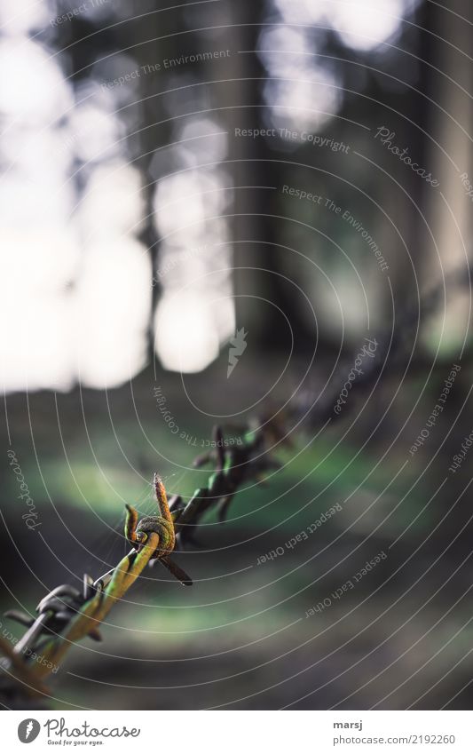 Spider web holding device Barbed wire fence Spider's web Fence Moss Rust Steel Exceptional Authentic Sharp-edged Simple Disgust Creepy Uniqueness Exclusion Fine