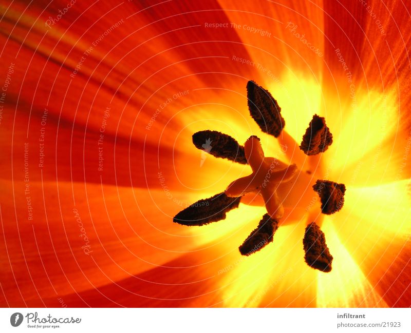 Internal tulip Flower Plant Blossom Tulip Close-up Macro (Extreme close-up) Red Pollen Blossom leave Spring