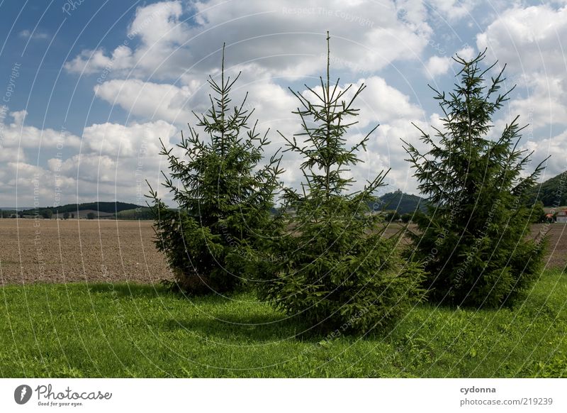 All good things come in threes. Environment Nature Sky Tree Meadow Field Esthetic Sustainability Calm 3 Fir tree Colour photo Exterior shot Deserted Day Light