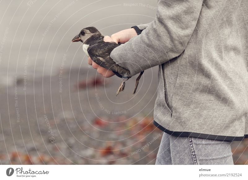 little Puffin (3) Coast Beach Wild animal Bird Baby animal Carrying Together Small Joie de vivre (Vitality) Love of animals Beginning Effort Movement Emotions