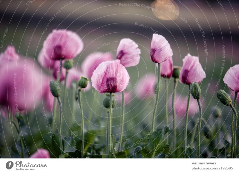 purple poppy field Life Environment Nature Plant Spring Summer Flower Agricultural crop Wild plant Poppy Poppy blossom Poppy field Garden Park Field Blossoming