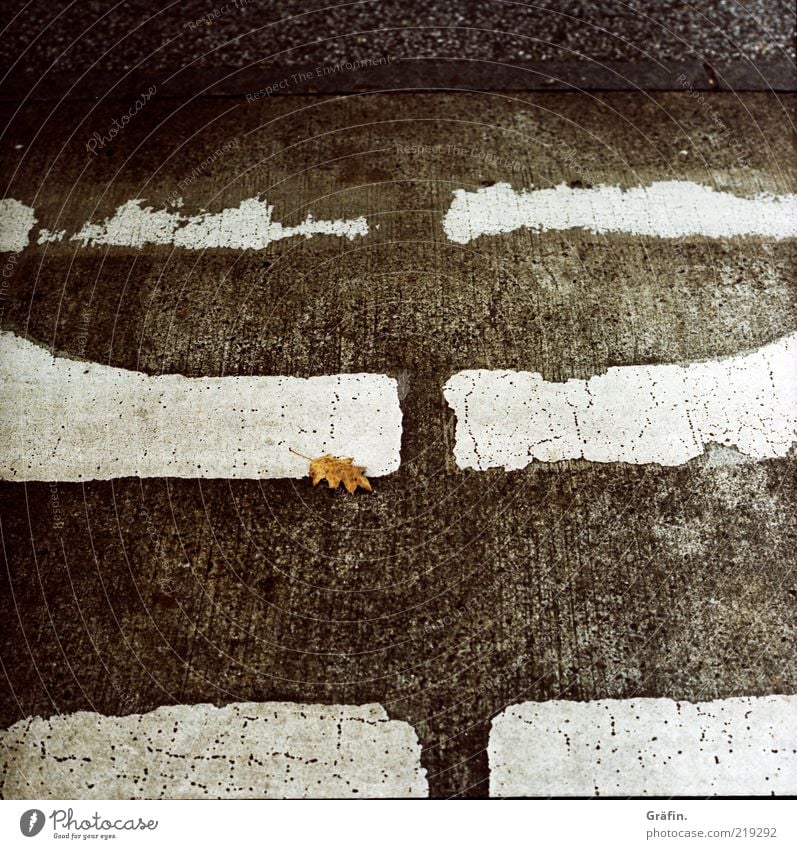 [HH 10.1] Lonely Leaf Deserted Street Lie Broken Gloomy Under Gray Black White Transience Change Destruction Asphalt Zebra crossing Colorless Traffic lane