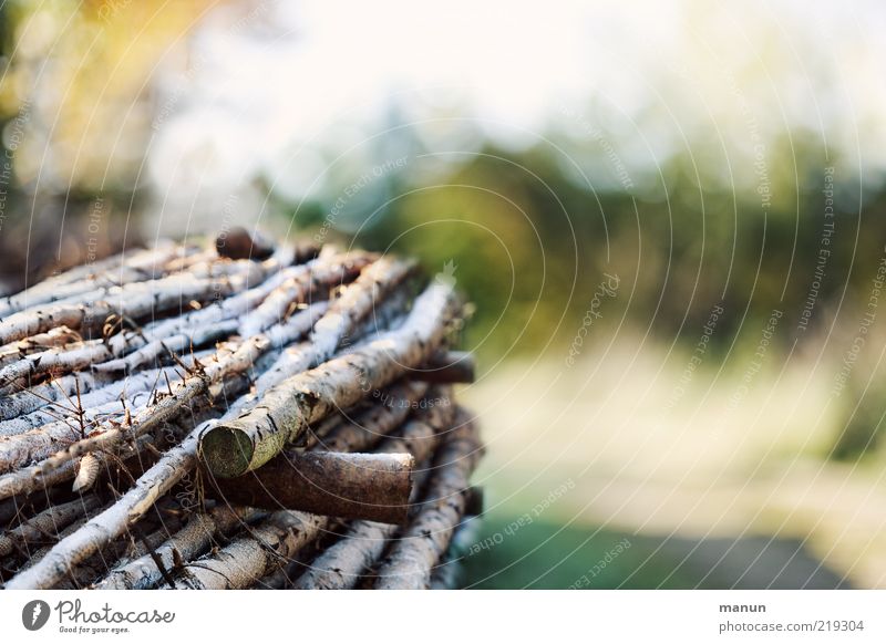 radiators Autumn Tree Firewood Tree trunk Hoar frost Stack of wood Raw materials and fuels Wood Sustainability Colour photo Exterior shot Day Sunlight Log