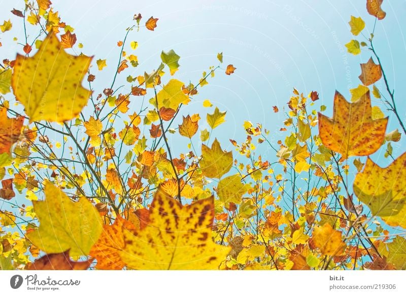 Fresh into autumn...(IX) Nature Plant Air Sky Cloudless sky Autumn Beautiful weather flaked Above Blue Yellow Gold Moody Environment Transience Change