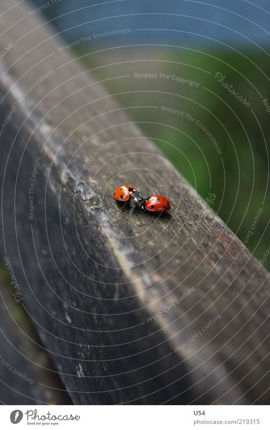 Je t'aime Beetle 2 Animal Pair of animals Joy Happy Optimism Love of animals Infatuation Lust Colour photo Exterior shot Close-up Day Wood backing Deserted