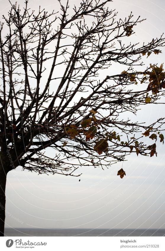 Autumn tree II Tree Baltic Sea Ocean Old Gray Calm End Transience Branch Twigs and branches Leaf Colour photo Subdued colour Exterior shot Twilight Deserted