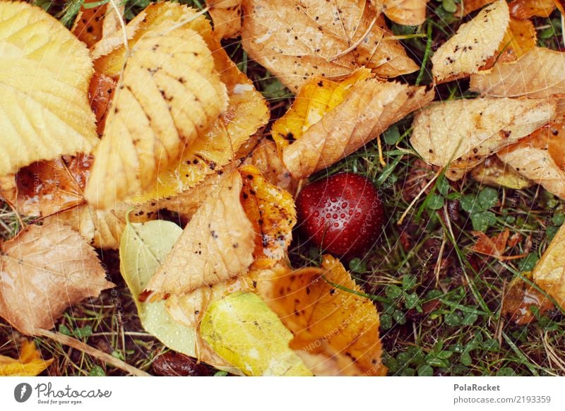 #AS# *NEWS* Autumn on the ground! Art Work of art Esthetic Autumnal Autumn leaves Autumnal colours Early fall Automn wood Autumnal weather Autumnal landscape