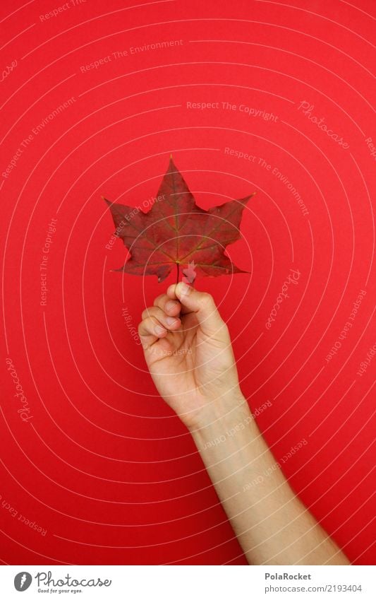 #AS# Autumn Holder Art Work of art Esthetic Leaf Autumnal Autumnal colours Autumn leaves Early fall Automn wood Autumnal weather Autumn wind Colour photo