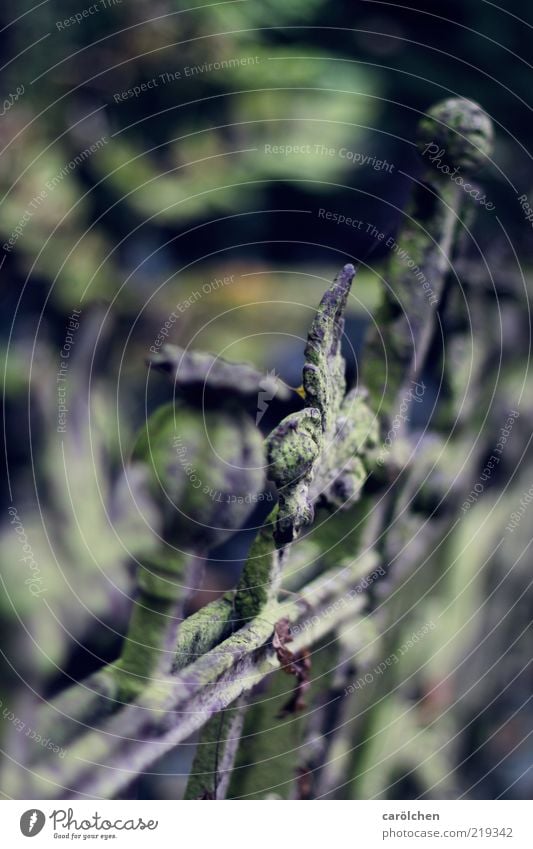 ZZ fence tooth Steel Blue Gray Green Fence Fence post Old Rust Verdigris Decompose Cemetery Decline Colour photo Subdued colour Deserted Copy Space left