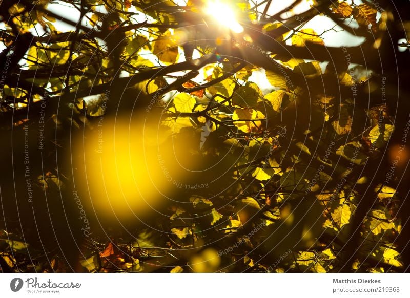 hedge Environment Nature Plant Autumn Beautiful weather Esthetic Uniqueness Yellow Gold Hedge Idyll Romance Bushes Back-light Dusk Colour photo Exterior shot