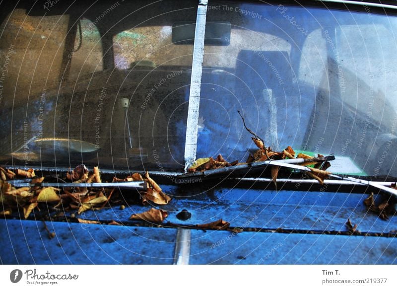 autumn Plant Leaf Means of transport Vehicle Car Colour photo Exterior shot Close-up Detail Deserted Autumn leaves Windscreen Section of image Partially visible