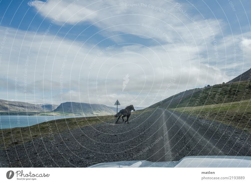 Afterwards Nature Landscape Horizon Spring Grass Rock Mountain Fjord Animal Horse 1 Walking Blue Gray Green White Ski piste Iceland Free Gallop Colour photo