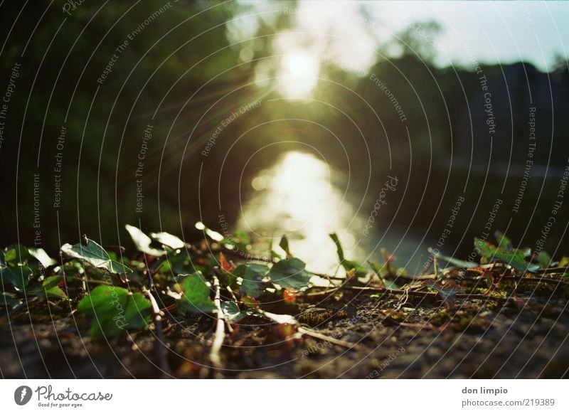 the canal Environment Nature Animal Autumn Beautiful weather Plant Ivy River cong river Analog Colour photo Exterior shot Evening Reflection Sunlight Sunbeam