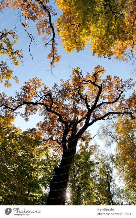 Seasonal Nature Cloudless sky Autumn Beautiful weather Tree Forest Brown Yellow Green Autumnal colours Automn wood Leaf Autumn leaves Oak tree Colour photo