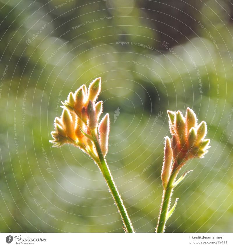 enlightened Anigozanthos Nature Sunlight Beautiful weather Plant Flower Blossom Pot plant Blossoming Growth Colour photo Exterior shot Close-up Detail Deserted