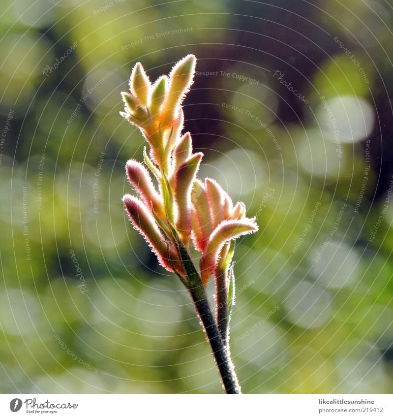 Illuminated Anigozanthos 2 Nature Beautiful weather Plant Flower Blossom Pot plant Blossoming Colour photo Multicoloured Exterior shot Close-up Detail Deserted