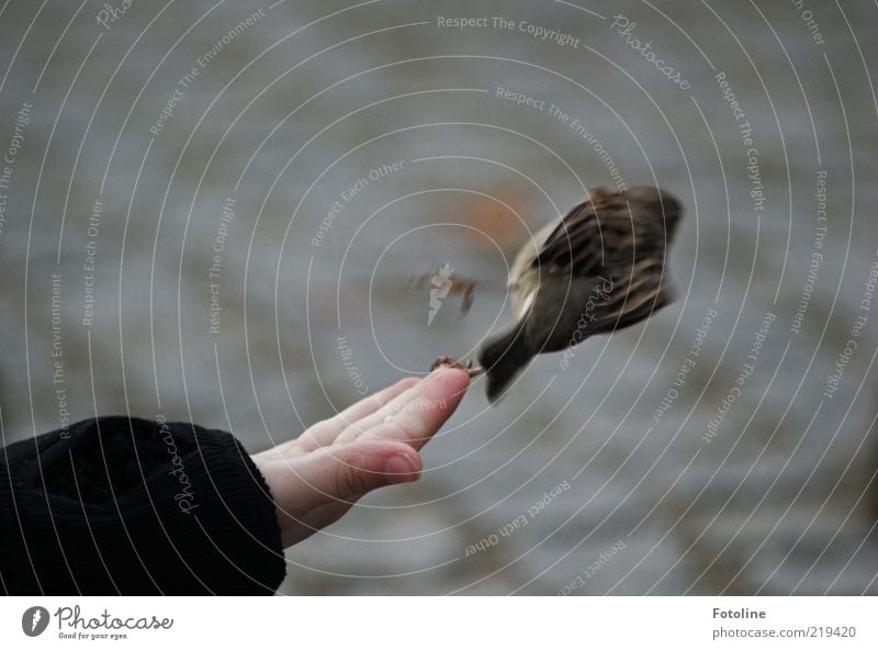 Scratch curve Human being Child Skin Arm Hand Fingers Environment Nature Animal Park Wild animal Bird Claw Flying Feeding Small Astute Natural Escape Touch