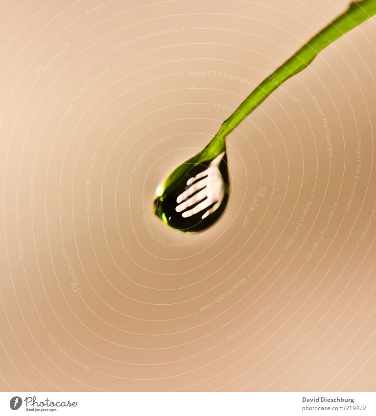 Hand wide water under the... Nature Plant Drops of water Grass Foliage plant Green Colour photo Exterior shot Close-up Detail Macro (Extreme close-up) Day Light