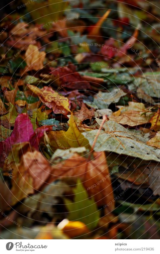 autumn foliage Nature Autumn Climate change Weather Leaf Lanes & trails Old Colour photo Multicoloured Exterior shot Close-up Detail Deserted Day Light Contrast