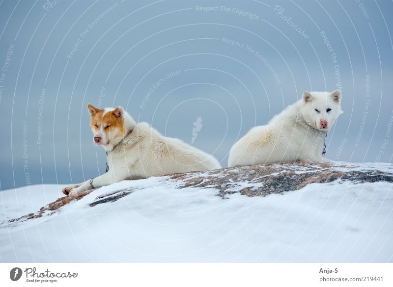 huskies Winter Snow Nature Sky Ice Frost Animal Farm animal Dog 2 Lie Looking Blue White Contentment Self-confident Indifferent Colour photo Subdued colour