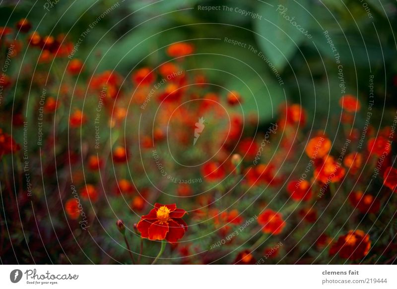 bed Environment Plant Flower Green Red Colour photo Exterior shot Deserted Copy Space top Blur Shallow depth of field Wide angle Many Yellow Leaf Blossom Stalk