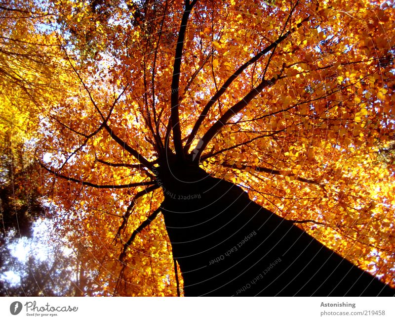 the king with the red crown Environment Nature Sky Autumn Weather Beautiful weather Plant Tree Leaf Forest Stand Brown Yellow Gold Red Black Might Branch