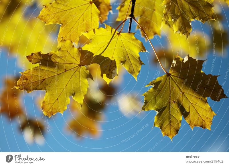 autumn lights Environment Nature Sky Autumn Beautiful weather Leaf Maple leaf Blue Yellow Colour photo Subdued colour Exterior shot Detail Deserted