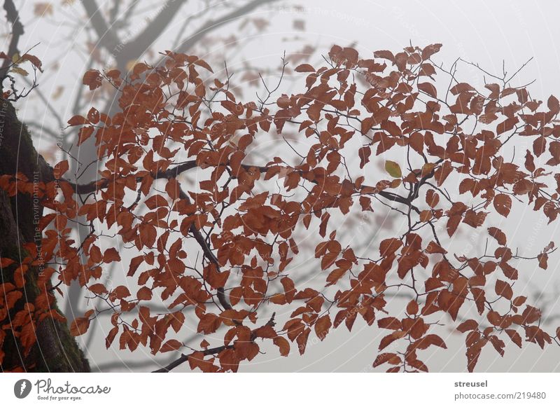 cloud forest Environment Nature Plant Autumn Weather Fog Tree Leaf Beech tree Wood Growth Bright Gloomy Brown Moody Calm Colour photo Subdued colour