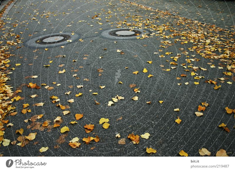 AUGEN AUF - in road traffic Environment Autumn flaked Traffic infrastructure Street To dry up conceit Under Yellow Gold Gray Black Drainage system Gully