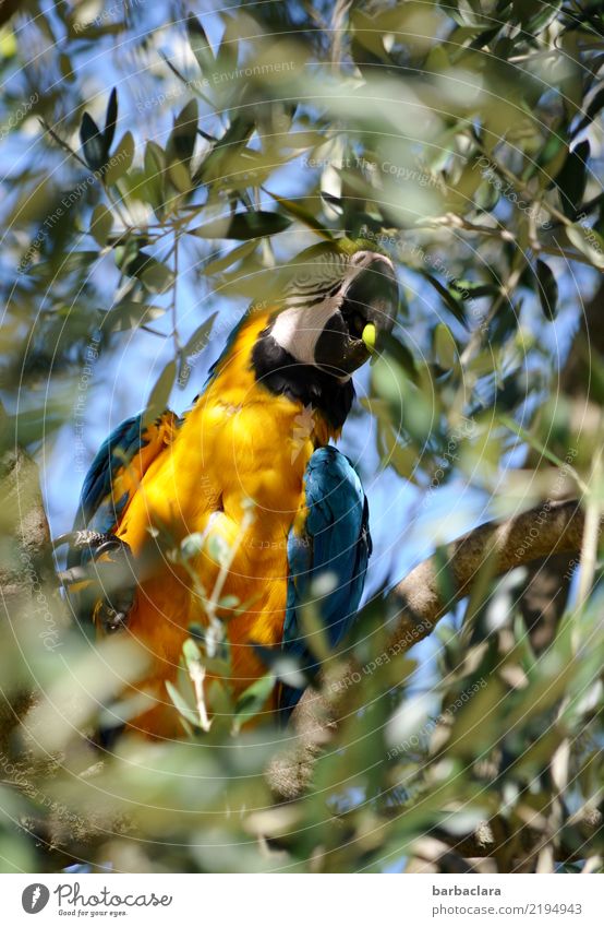 olive harvest Olive Tree Leaf Agricultural crop Olive tree Bird Parrots To feed Sit Exotic Free Healthy Blue Yellow Green Emotions Love of animals Bizarre