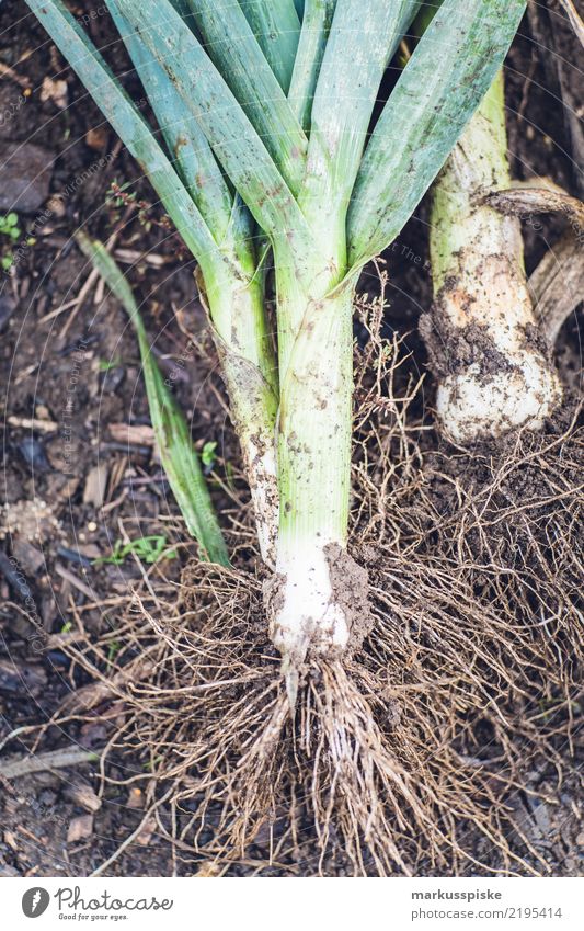 leek harvest garden self-sufficiency Food Vegetable Leek vegetable Leek stalk Harvest Gardening Horticulture Nutrition Eating Organic produce Vegetarian diet