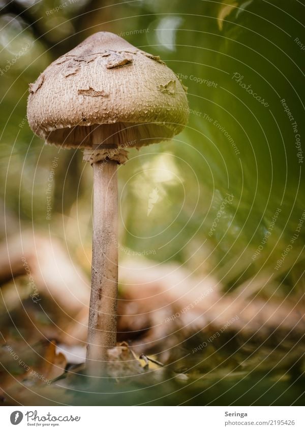 Young umbrella mushroom.. It's like a 1. Nature Landscape Plant Animal Autumn Grass Moss Fern Garden Park Meadow Forest Growth parasol mushroom Mushroom