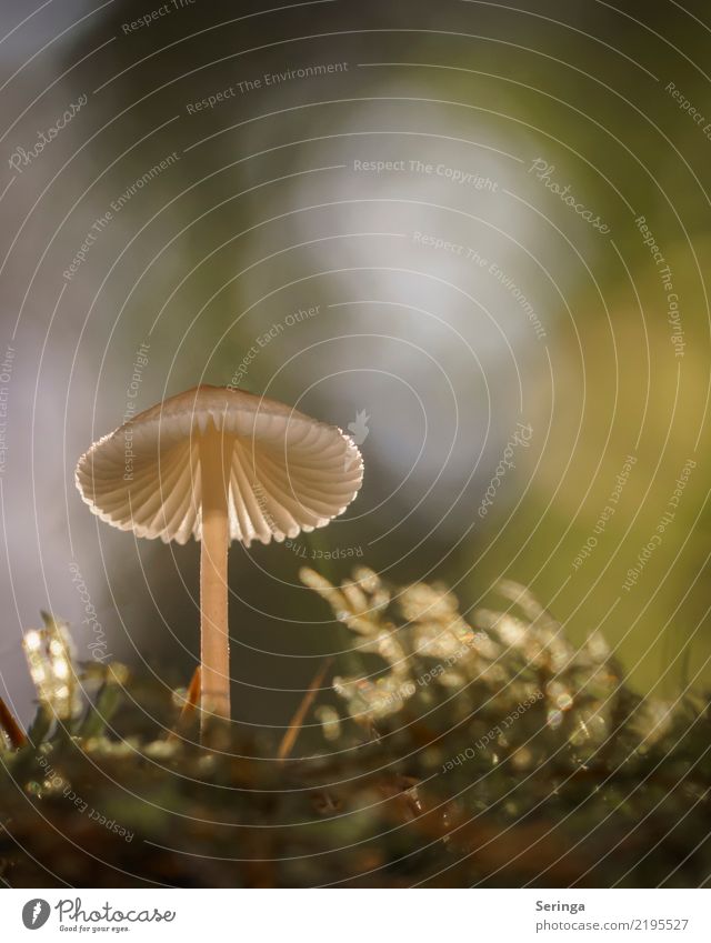 lantern Nature Plant Animal Autumn Park Forest Glittering Illuminate Growth Esthetic Beautiful Near Natural Mushroom Mushroom cap Mushroom picker Mushroom soup