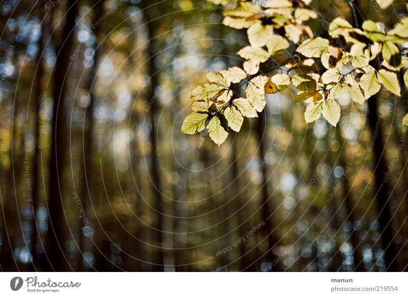 beech forest Nature Landscape Autumn Tree Leaf Twigs and branches Beech wood Beech tree Autumn leaves Autumnal Forest Natural Original Transience Change