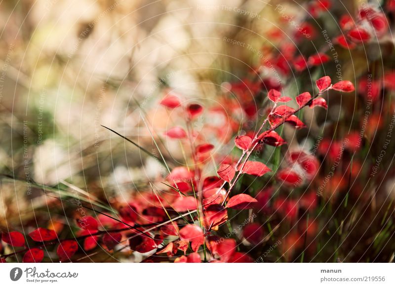 autumn colouring Nature Autumn Bushes Leaf Autumn leaves Autumnal Early fall Autumnal colours Illuminate Fresh Bright Natural Original Beautiful Transience