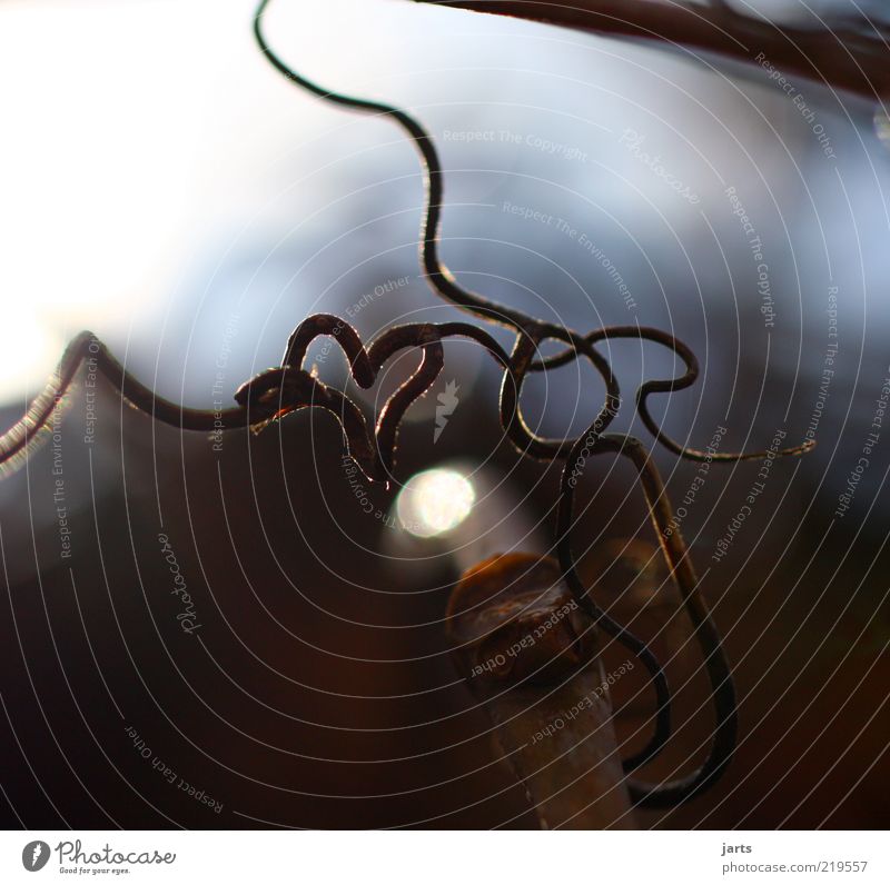 grown love Nature Plant Life Infatuation Wood Branch Subdued colour Close-up Detail Deserted Copy Space top Copy Space bottom Day Shadow Shallow depth of field