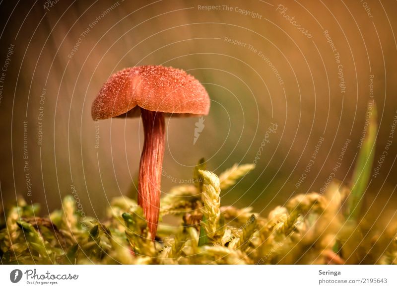 like an A Nature Plant Animal Autumn Moss Park Forest Observe Eating Growth Mushroom Mushroom cap Mushroom picker Mushroom soup Colour photo Subdued colour