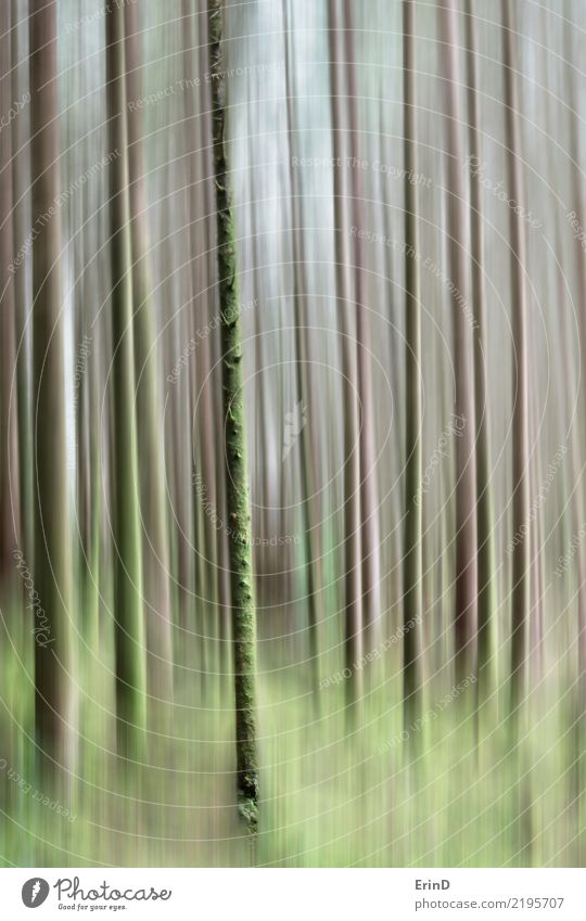 Trees of Glencoe Calm Vacation & Travel Tourism Hiking Nature Forest Grove Tree bark Texture Green Abstract Breathe Looking Elegant Beautiful Natural