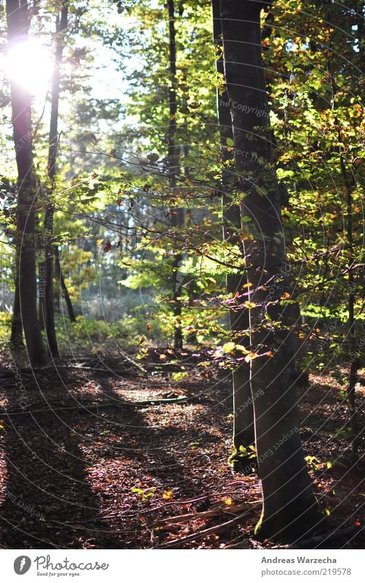 Forest walk Environment Nature Landscape Plant Sun Sunlight Autumn Beautiful weather Tree Leaf Wild plant Deciduous forest Deciduous tree Wood Free Bright