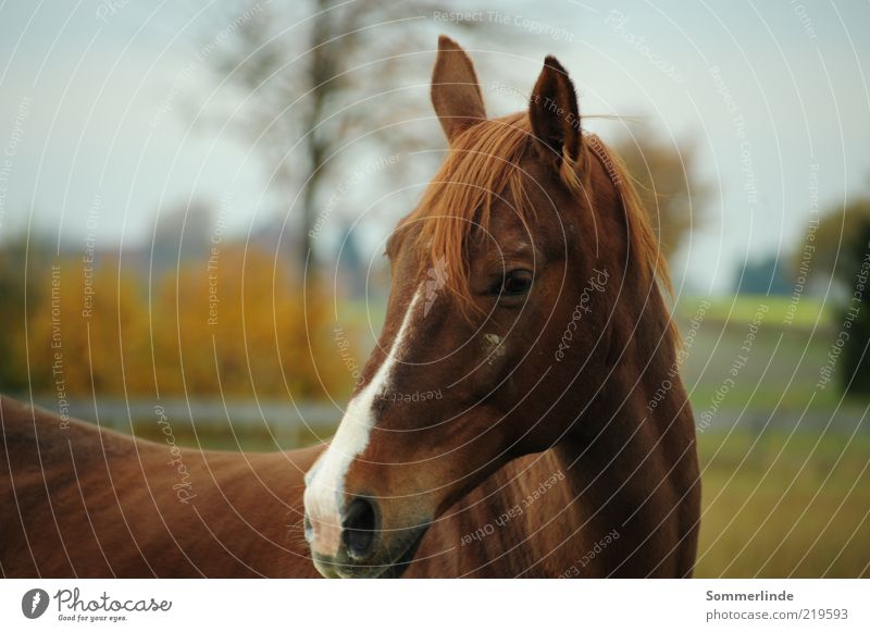 Suspicious Nature Landscape Animal Sky Tree Field Brunette Long-haired Pet Horse Pelt 1 Pasture Listening Looking Stand Elegant Large Brown Timidity Mistrust