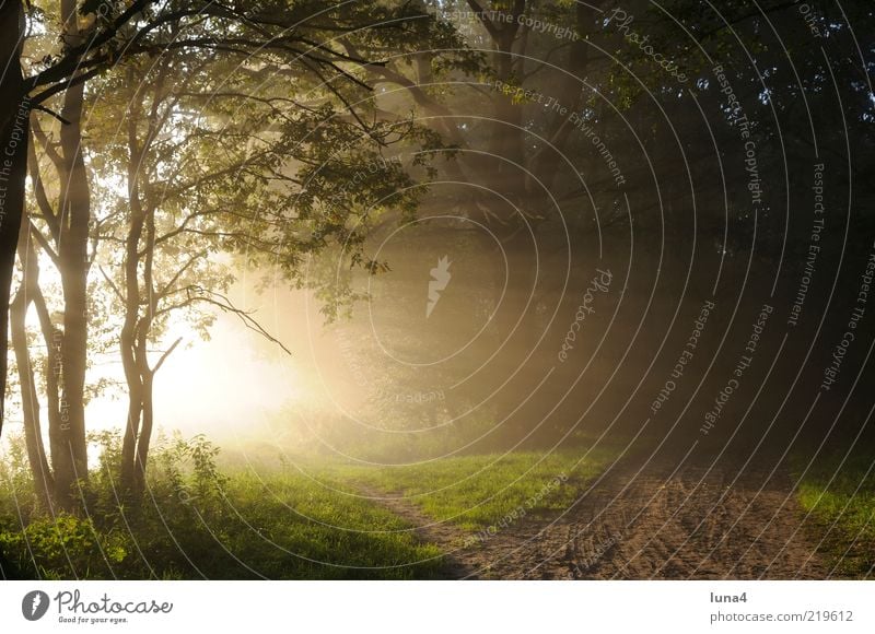 sunrays Nature Landscape Sunrise Sunset Sunlight Fog Tree Forest Lanes & trails Yellow Green Moody Calm Morning fog Footpath Colour photo Exterior shot Deserted