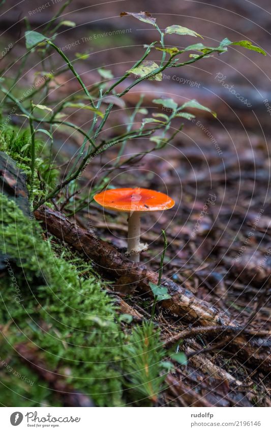 A little man stands in the forest... Vacation & Travel Hiking Garden Environment Nature Plant Earth Mushroom Forest Breathe Relaxation Going To enjoy Stand