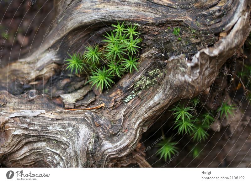 green moss grows in an old gnarled root Environment Nature Plant Autumn Beautiful weather Moss Root of a tree Forest Mountain Black Forest Wood Lie Growth Old