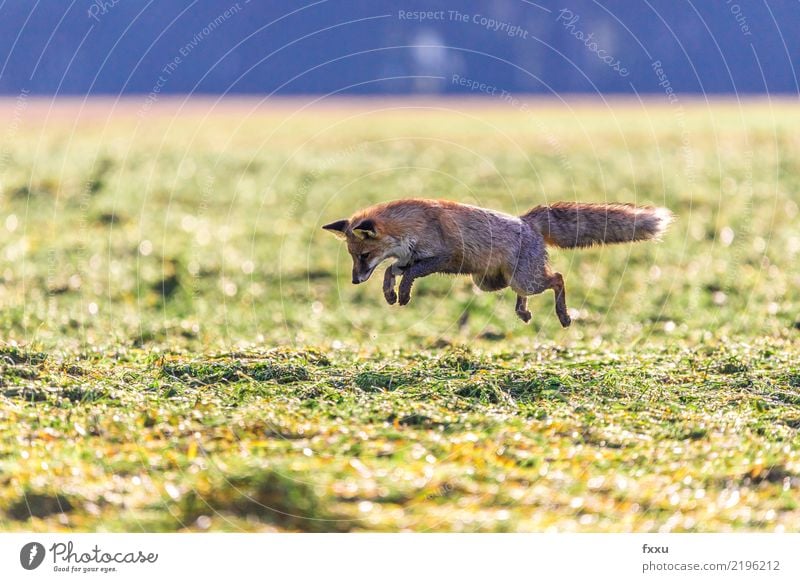 Mouse! Environment Nature Landscape Animal Wild animal 1 Animal tracks Long jump Brown Green Fox Jump Hunting Nature reserve National Park Colour photo Deserted