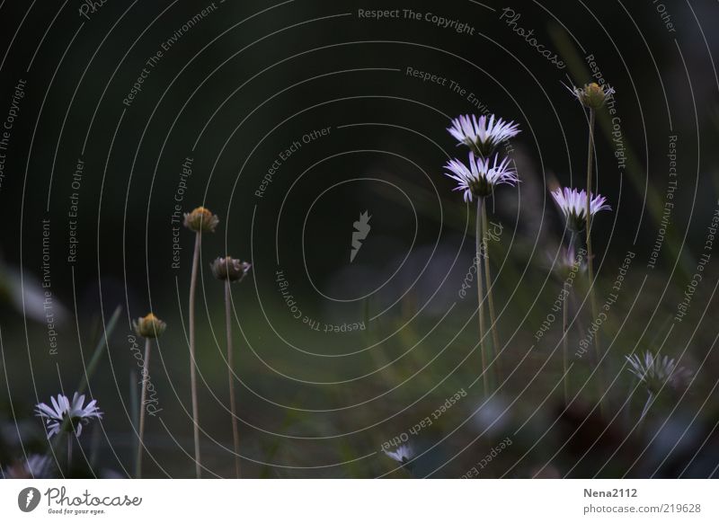 end of summer Nature Plant Autumn Flower Blossom Wild plant Meadow Beautiful White Daisy 3 Patch of light Last Faded Colour photo Exterior shot Close-up