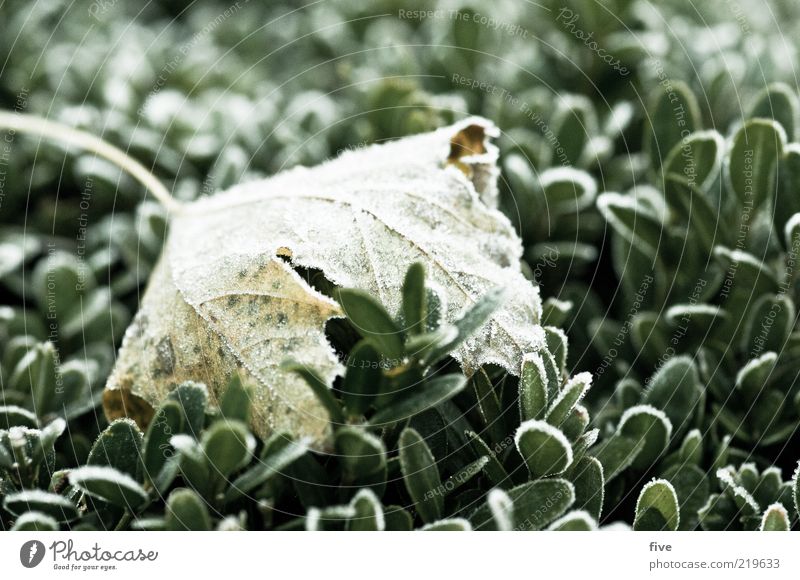 morning freshness Environment Nature Autumn Plant Bushes Leaf Foliage plant Fresh Cold Wet Dew Colour photo Exterior shot Detail Macro (Extreme close-up)