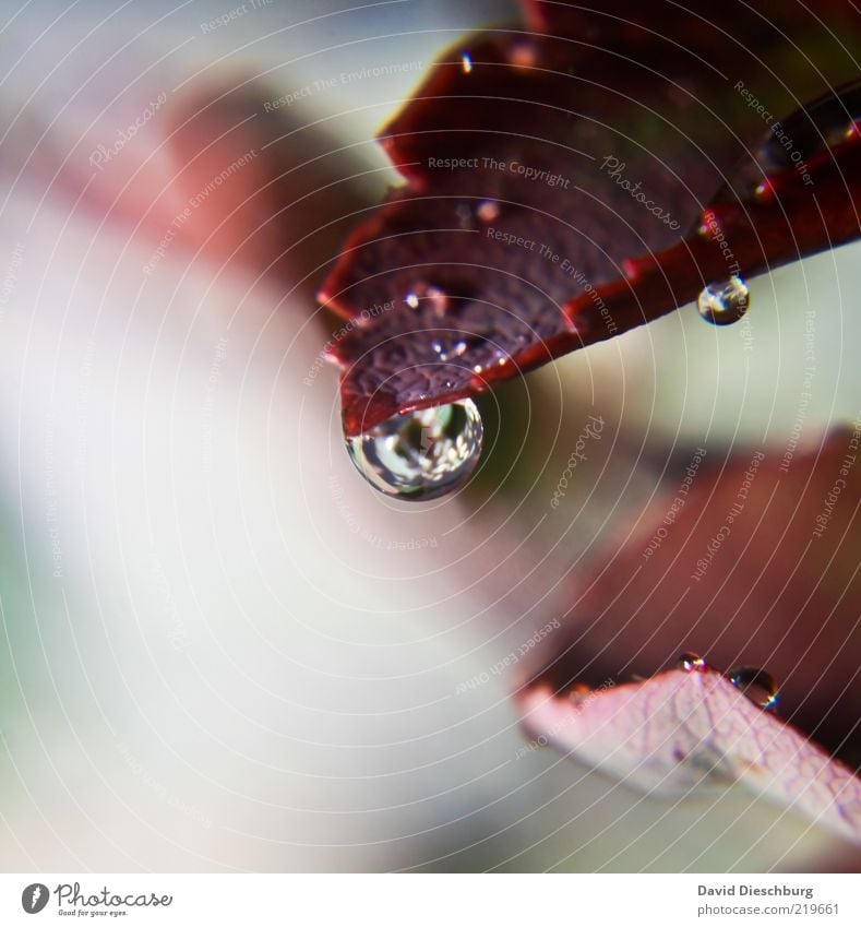 Moist season Nature Plant Water Drops of water Autumn Leaf Red Glittering Damp Sphere Dew Colour photo Multicoloured Close-up Detail Macro (Extreme close-up)